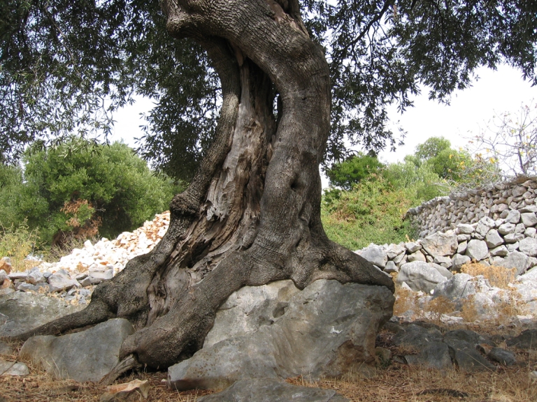 Ancient Olive tree_small